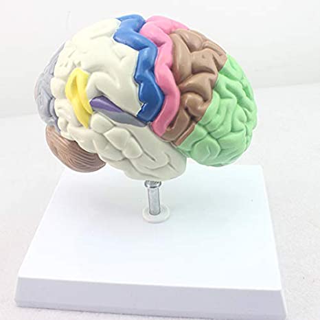 Areas motoras del cerebro y sus funciones