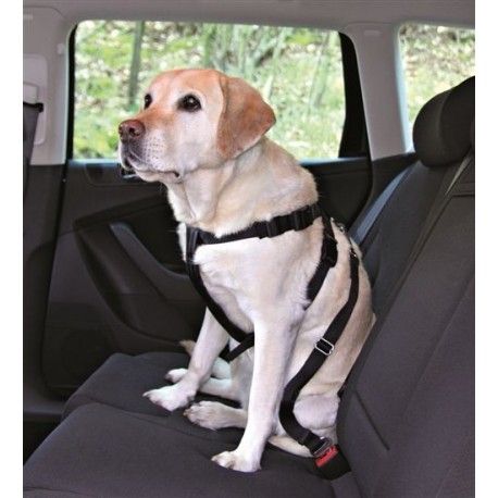 Viajar con perro en coche